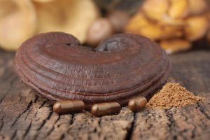 Reishi_3503
