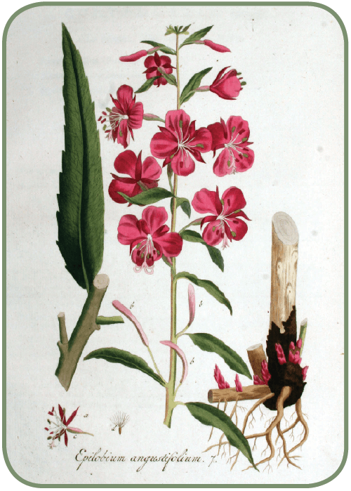 Schermata 2017-01-17 alle 15.22.29