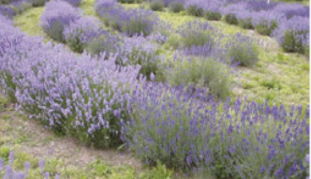 Schermata 2018-05-28 alle 16.25.39