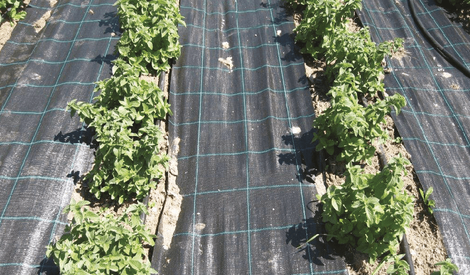 Schermata 2018-07-24 alle 12.28.53